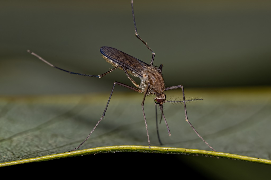 Kétezer hektáron folytatódik a biológiai szúnyogírtás